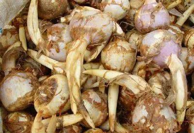 江苏宝应慈姑,宝应慈菇采摘