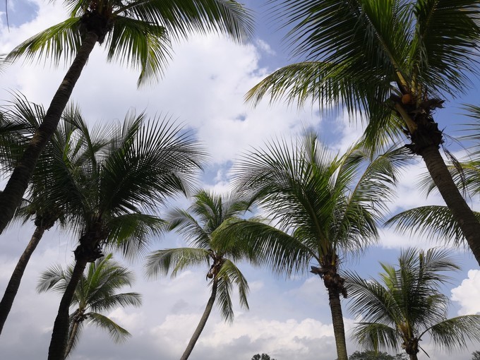 春节新加坡6天5晚亲子游,新加坡亲子游2017