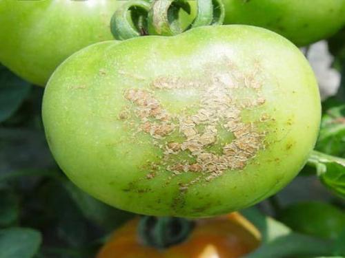 西红柿果实病害图谱大全及病名字,西红柿常见27种病害图片