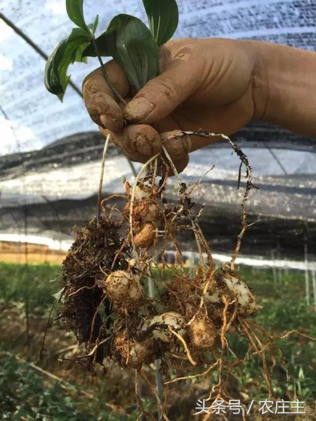 2018药材走势,2017年医药股走势