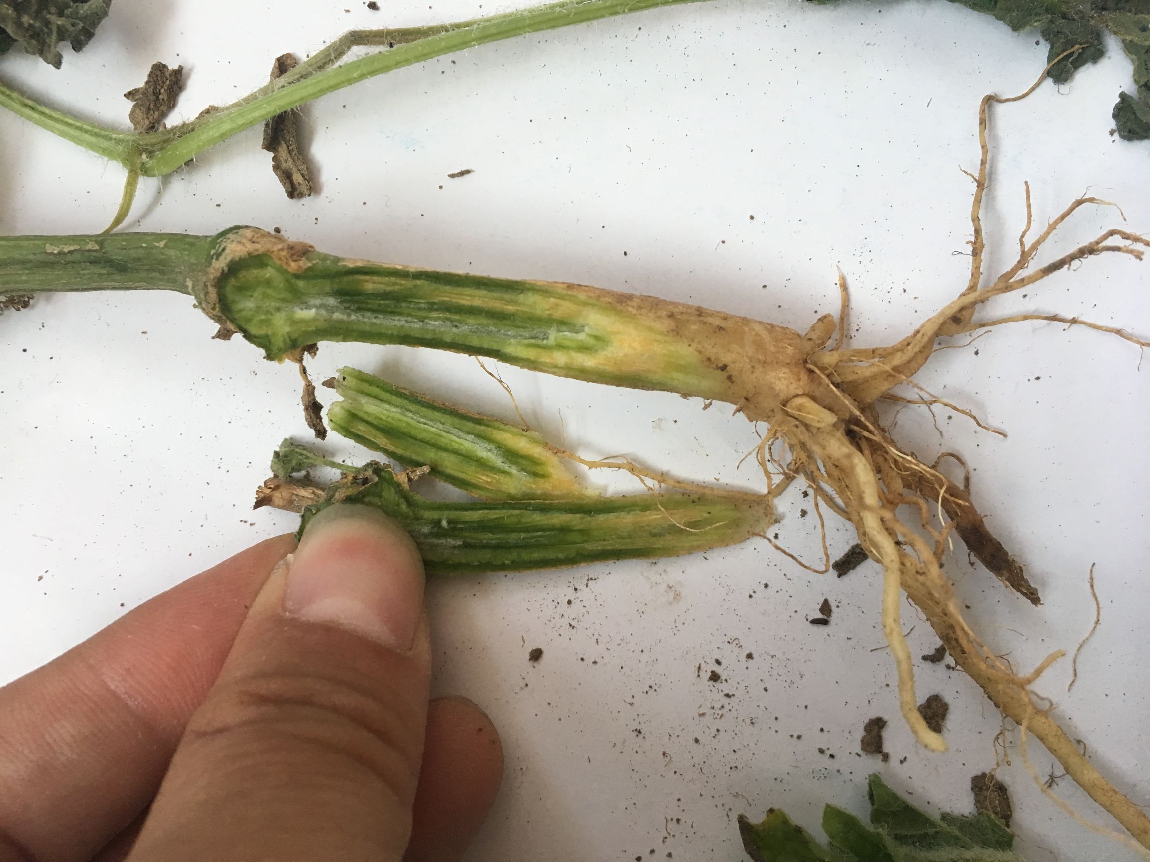 露天西瓜坐瓜期枯萎病怎么治疗,西瓜根施多菌灵能治枯萎病吗