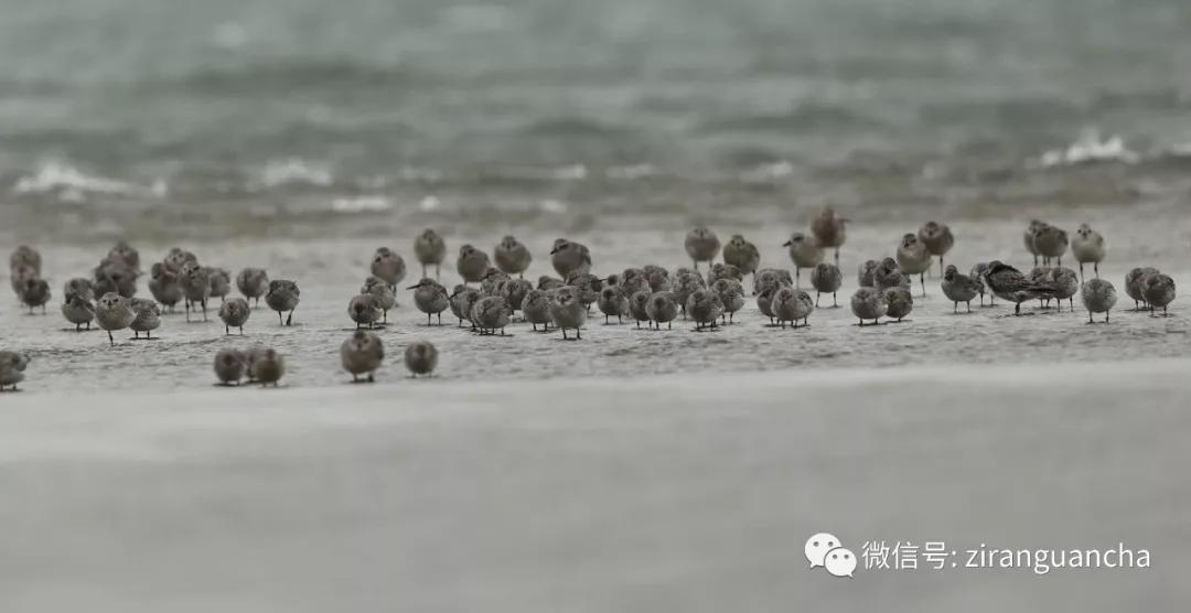 防城港山心沙岛和山新沙滩,防城港三口浪山心沙岛