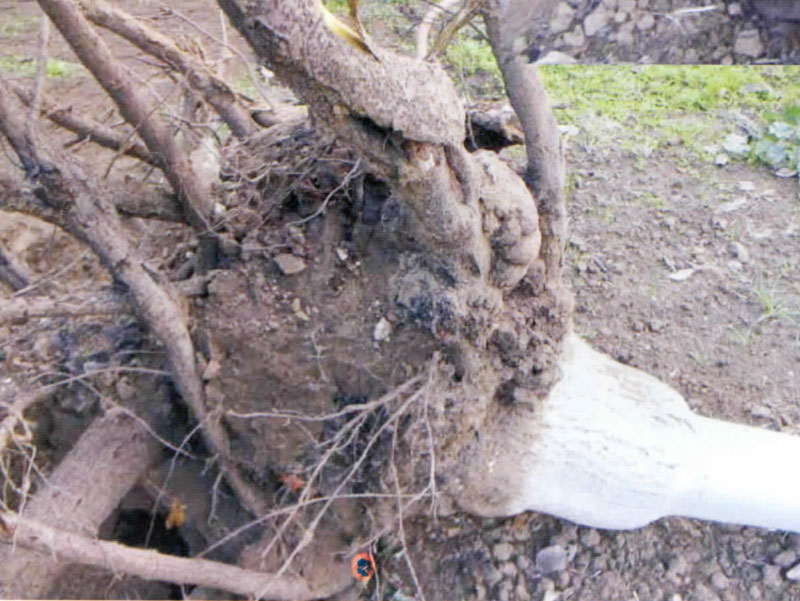 桃树根癌病怎么治,桃树根泡酒功效与作用