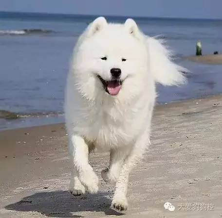 想不到，狗狗的耳型有这么多种！