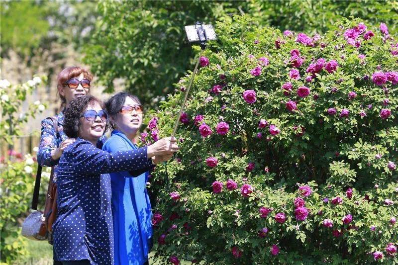 泰达能看花的地方,泰达观赏草基地