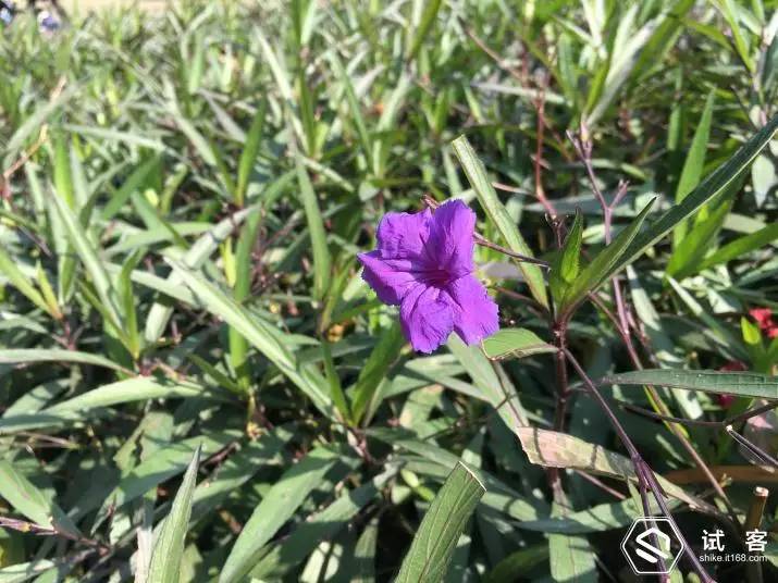 iphone6s测试视频,iphone6试用机