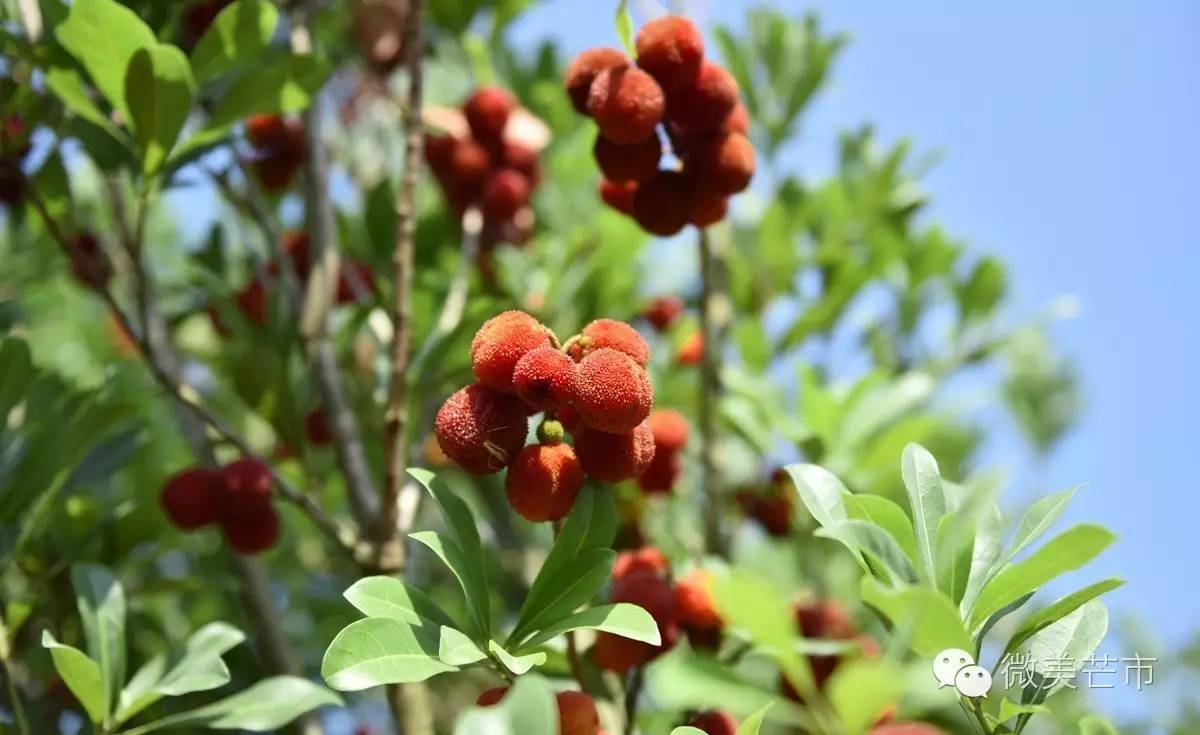 来芒市撒野‖咂蓝莓啖杨梅“二Mei”齐登场