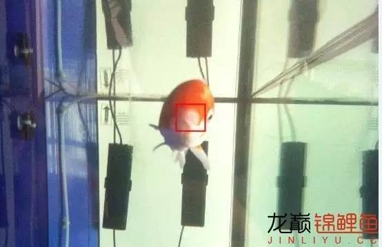 锦鲤治疗烂身烂尾烂嘴全过程,锦鲤烂嘴可以用土霉素吗