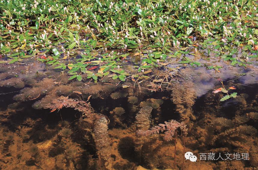 拉萨夜雨发表于哪一年,拉萨夜雨讲解