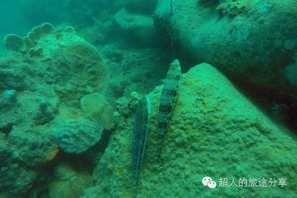 潜水芽庄,芽庄哪个岛适合潜水