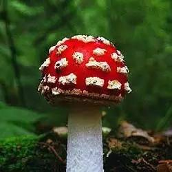 如果感到抑郁你就磕个菇!