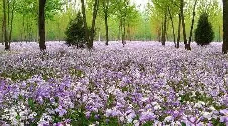 北京各区16处免费森林公园,北京最新40个公园