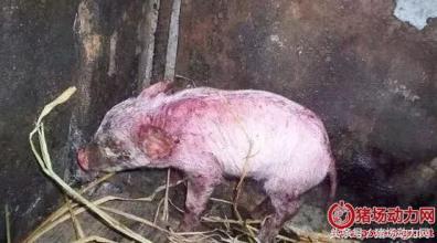 怀孕母猪不吃食怎么打针,母猪怀孕不吃不拉怎么办