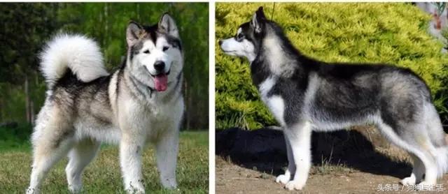 哈士奇西伯利亚俄罗斯,哈士奇西伯利亚雪橇犬