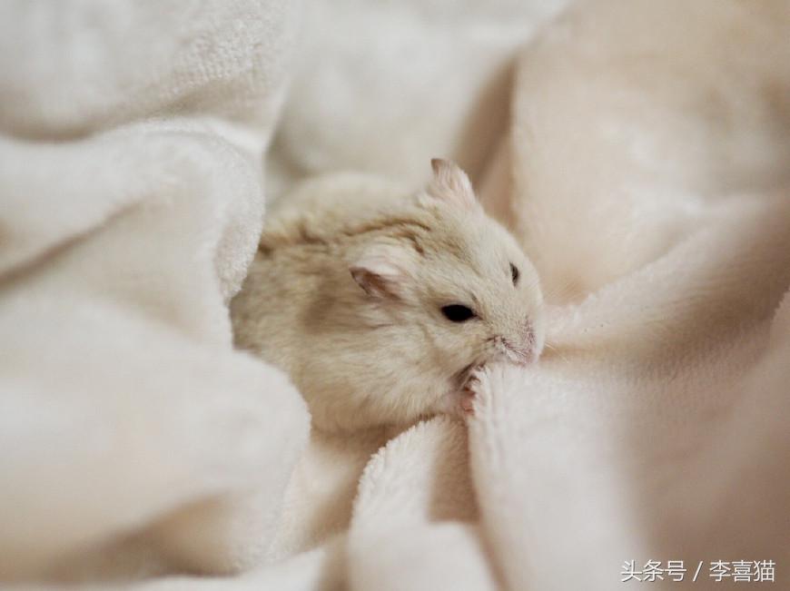 又可爱又会飞又很萌的小仓鼠,小仓鼠可爱的时候有多可爱