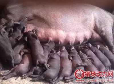 怀孕母猪低温不吃用什么药,怀孕母猪低温喘气怎么治疗