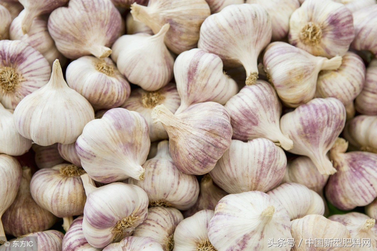 3月6日全国各地大蒜最新价格行情
