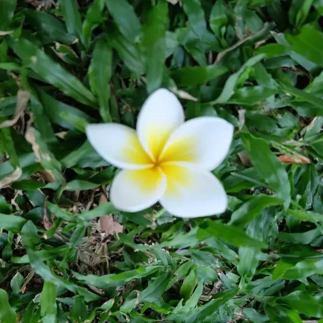 泰国山竹季节,泰国季节分为几季