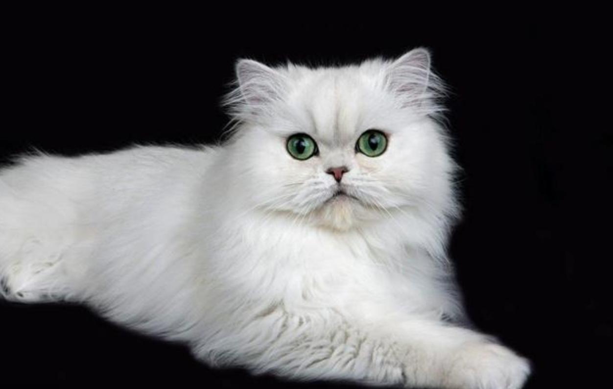 最受欢迎的十大英短猫,全世界最受欢迎的猫品种排名