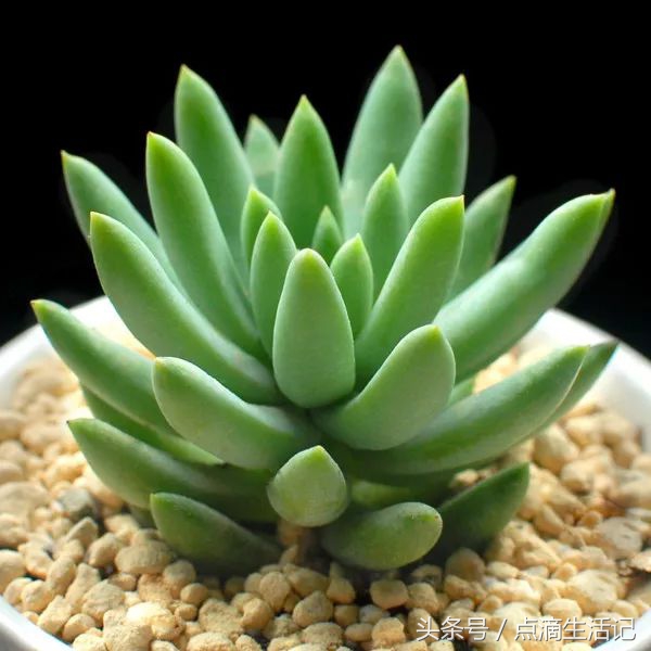 千佛手多肉的养殖方法和注意事项,千佛手多肉用什么盆