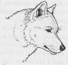 掌握狗的语言交流