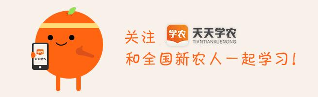 柑橘黄化不一定是缺素,引起柑橘黄化的原因有哪些