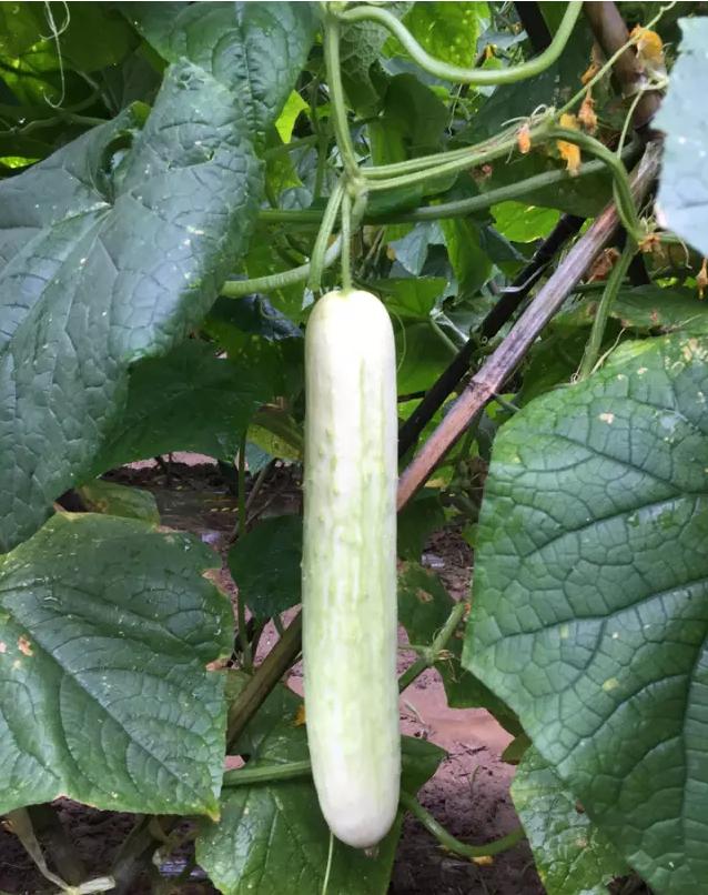 选黄瓜窍门,选择好的黄瓜