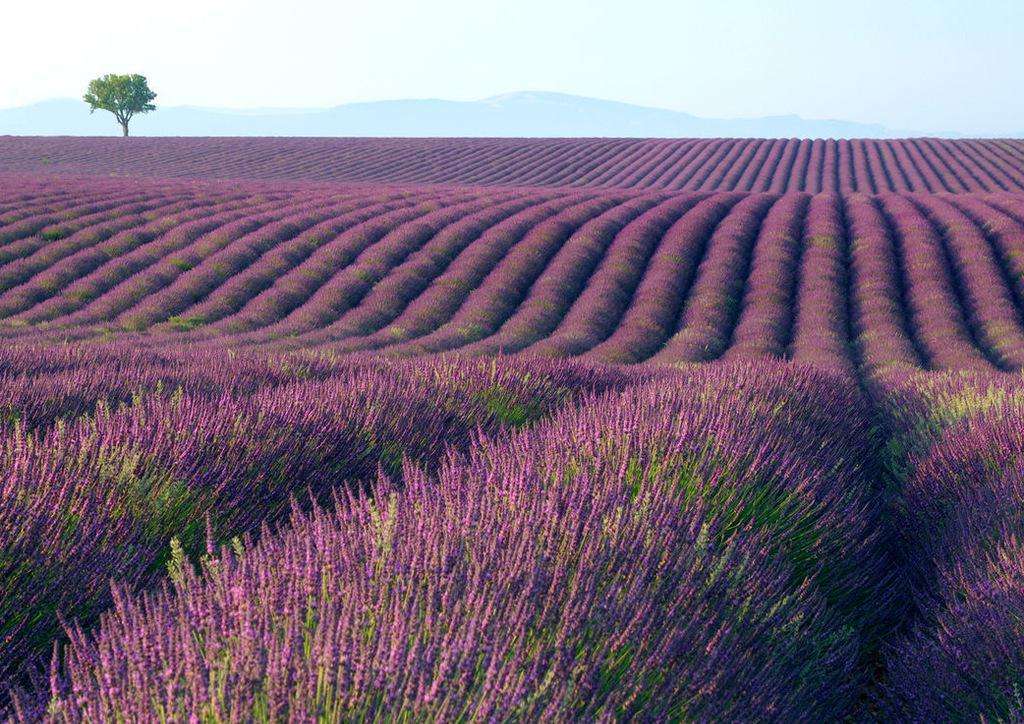 薰衣草的花语是什么语言写的,薰衣草的花语完整版