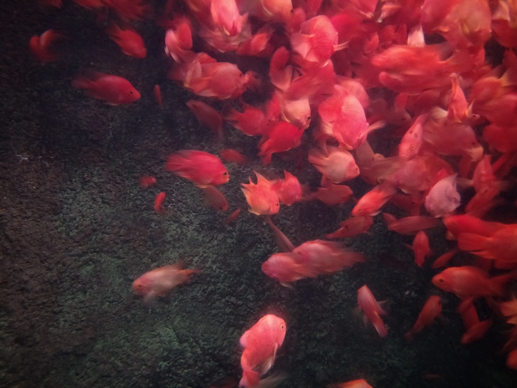 北京南到太平洋海底世界,走进太平洋海底世界视频