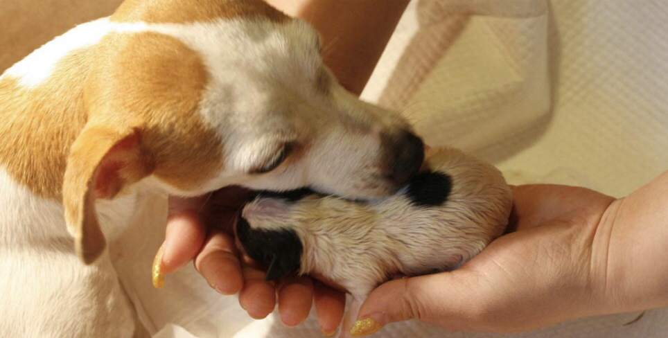 小奶狗最后一次吃奶,小奶狗不吸奶瓶怎么办