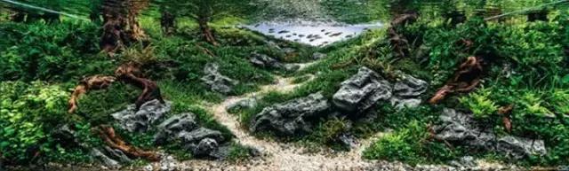 杜鹃根水草缸图片和视频,杜鹃根造景需要素材在哪里