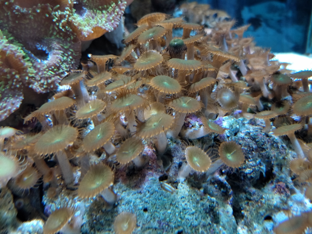 北京南到太平洋海底世界,走进太平洋海底世界视频