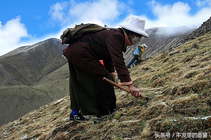 藏民采虫草视频,藏民挖虫草图片大全