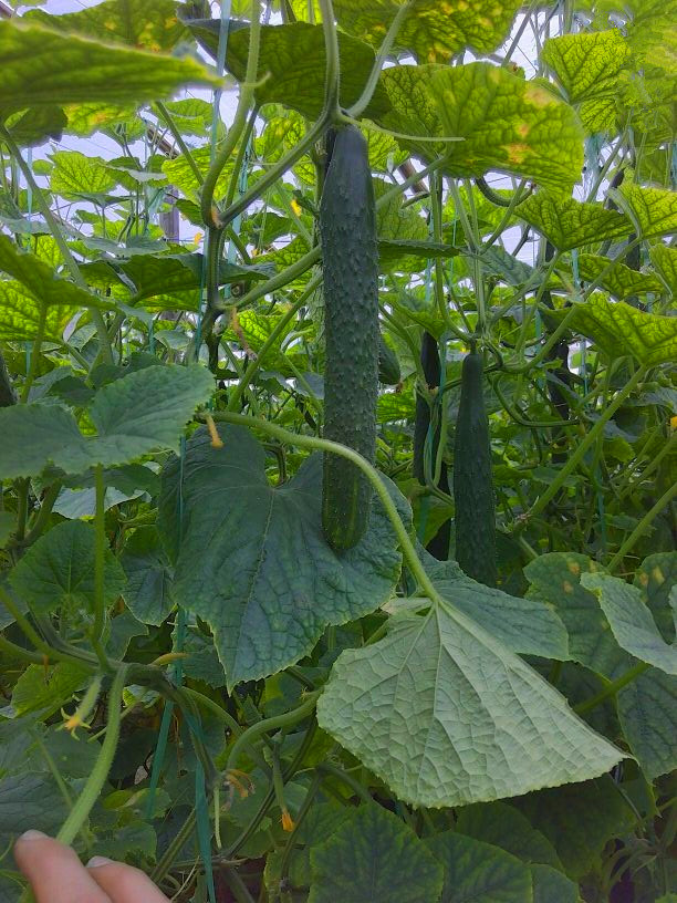 很多人不知道的黄瓜品种,黄瓜要想口感好选对品种很重要