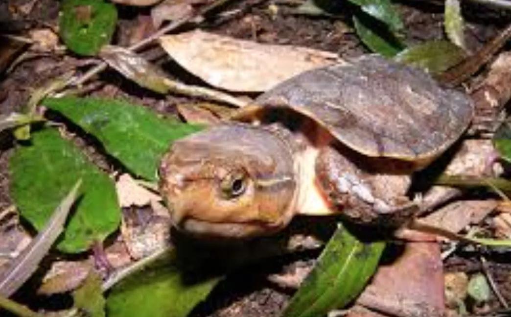 我滴个龟龟,我滴龟龟什么意思