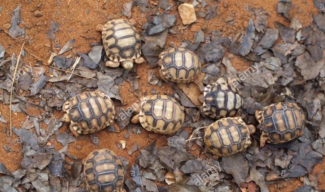 我滴个龟龟,我滴龟龟什么意思