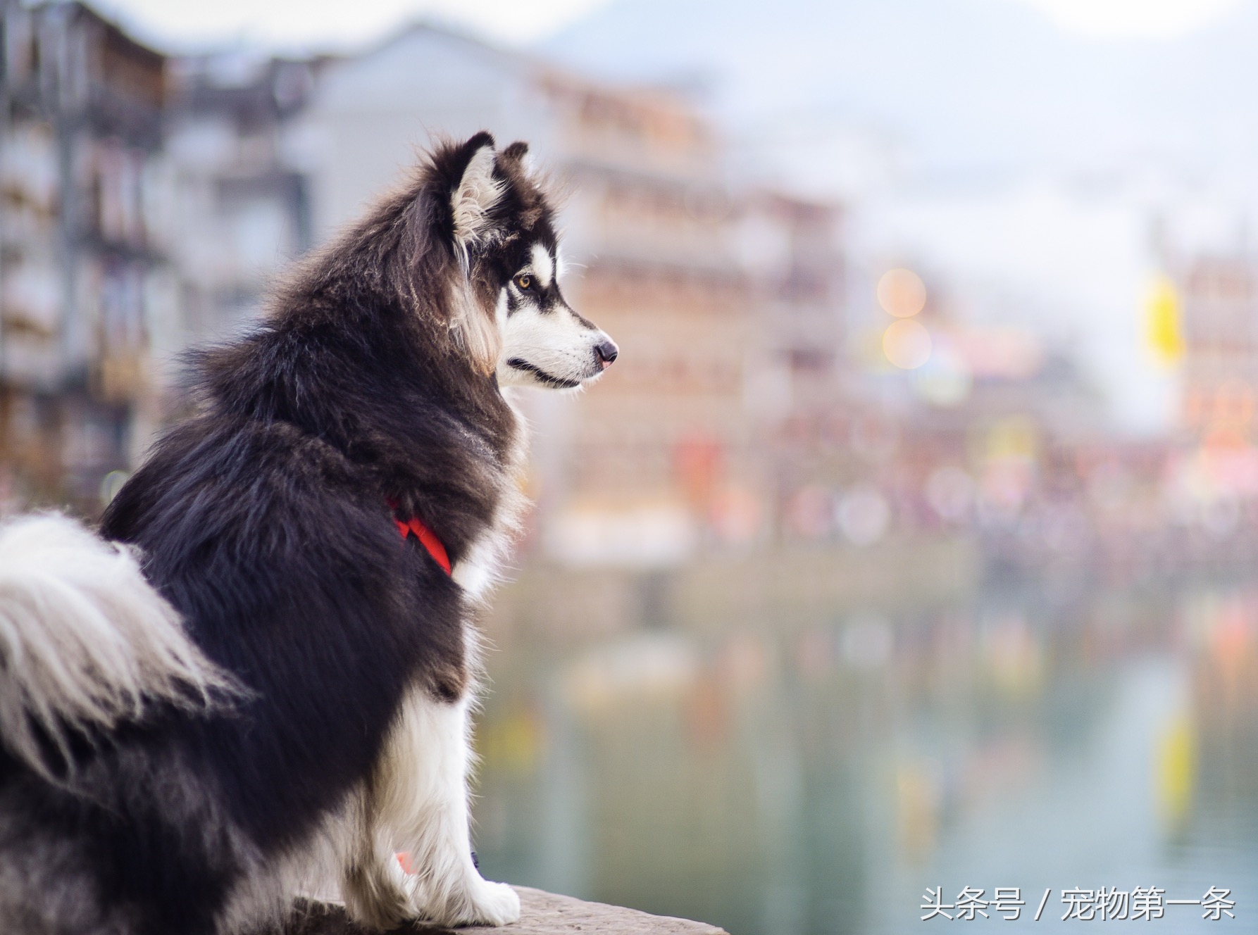阿拉斯加雪橇犬的发展史,美国阿拉斯加为什么受欢迎