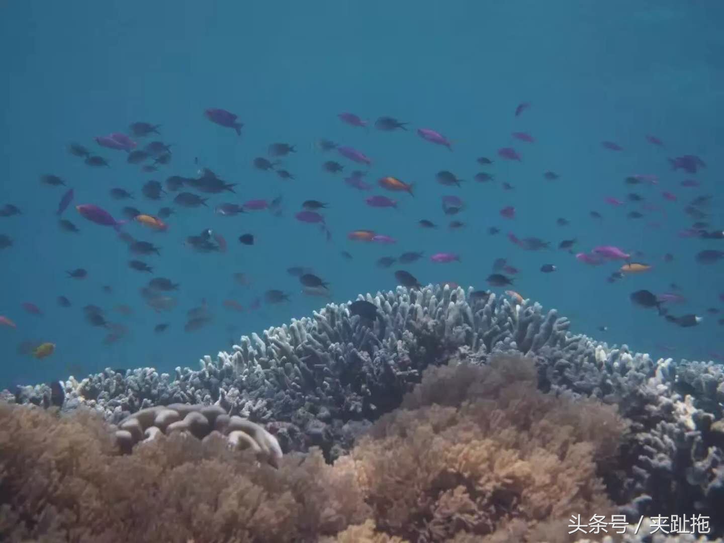 马来西亚仙本那岛最佳旅游时间,马来西亚的沙巴岛特色