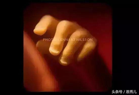 摄影大师花费10年,用镜头记录精子与卵子结合并发育成长的过程!