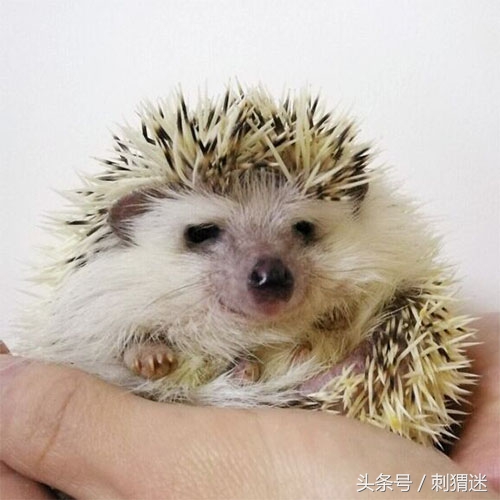 饲养宠物刺猬需要注意什么？这些你应该知道！