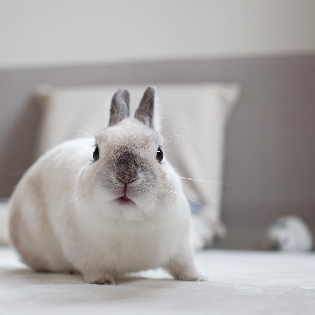 仓鼠必须要用磨牙棒吗,什么是仓鼠专门磨牙的