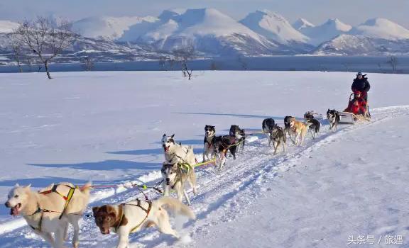 特罗姆瑟虎鲸图片,特罗姆瑟北极游