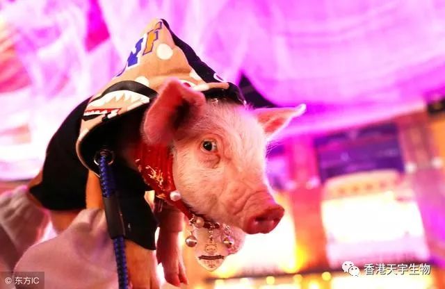 猪发低烧的正确治疗方法,猪反复发低烧怎么治