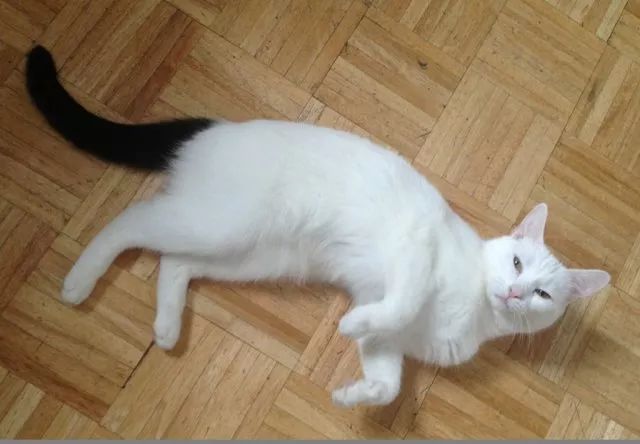 见过长得像足球的黑白猫吗?我狭隘的世界观又崩了……