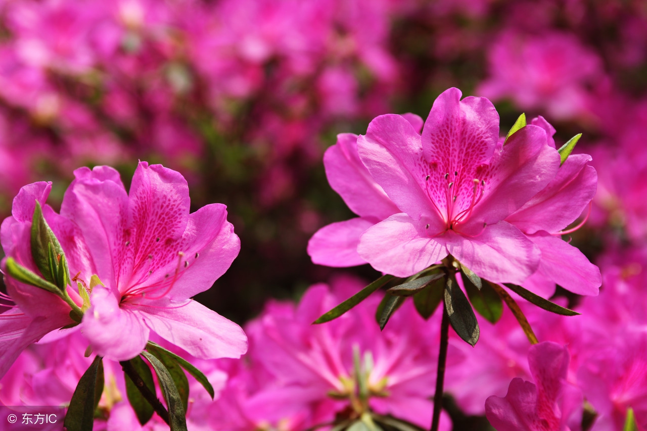 三月的青春,青春如三月春光