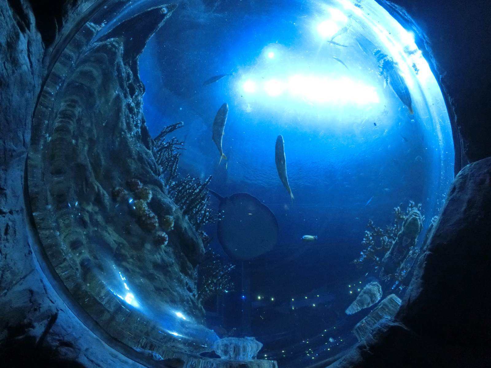 香港嘉里酒店自由行热门攻略,深圳去香港一日游最佳攻略自由行