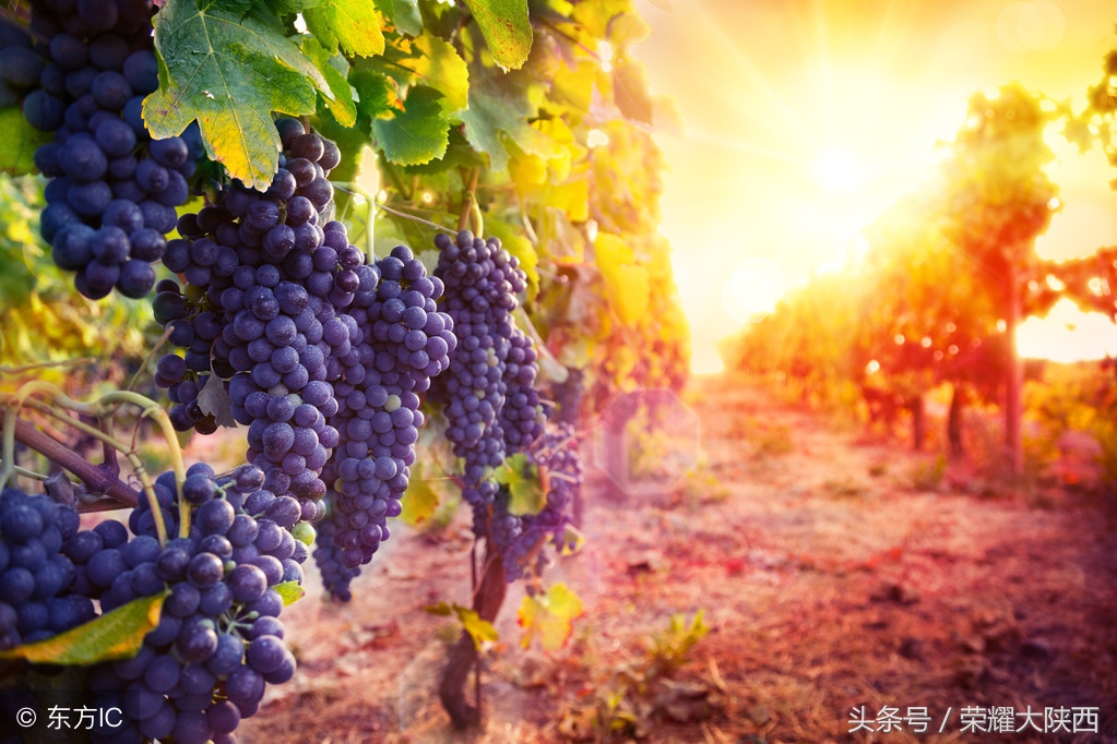 拉菲传奇酒业和拉菲有什么区别,拉菲传奇干红葡萄酒是什么档次