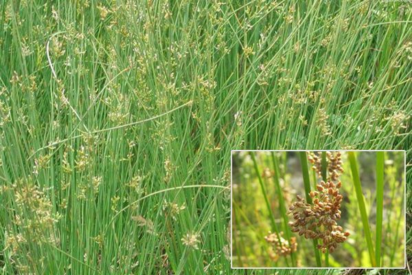 农村常见100种野花图片及名称,农村常见的50种野花名字