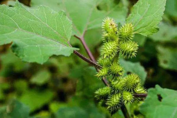 农村常见100种野花图片及名称,农村常见的50种野花名字