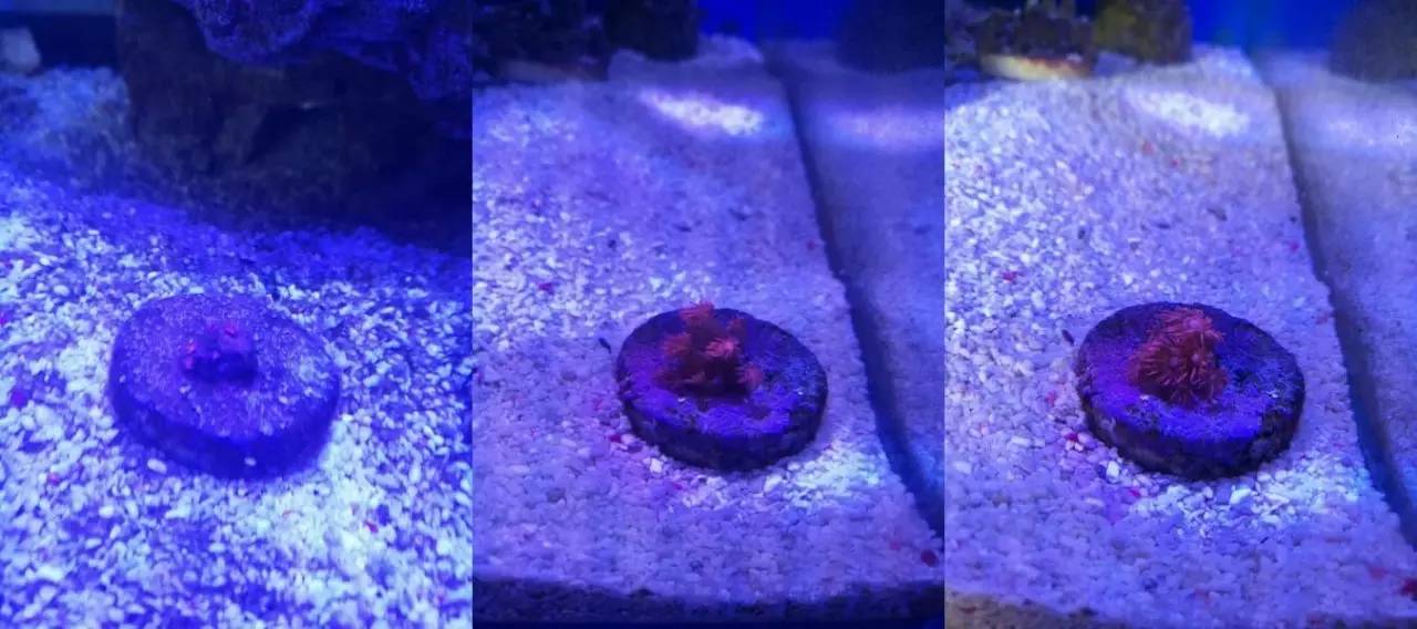 海缸变乳白色,海缸从褐藻变绿藻